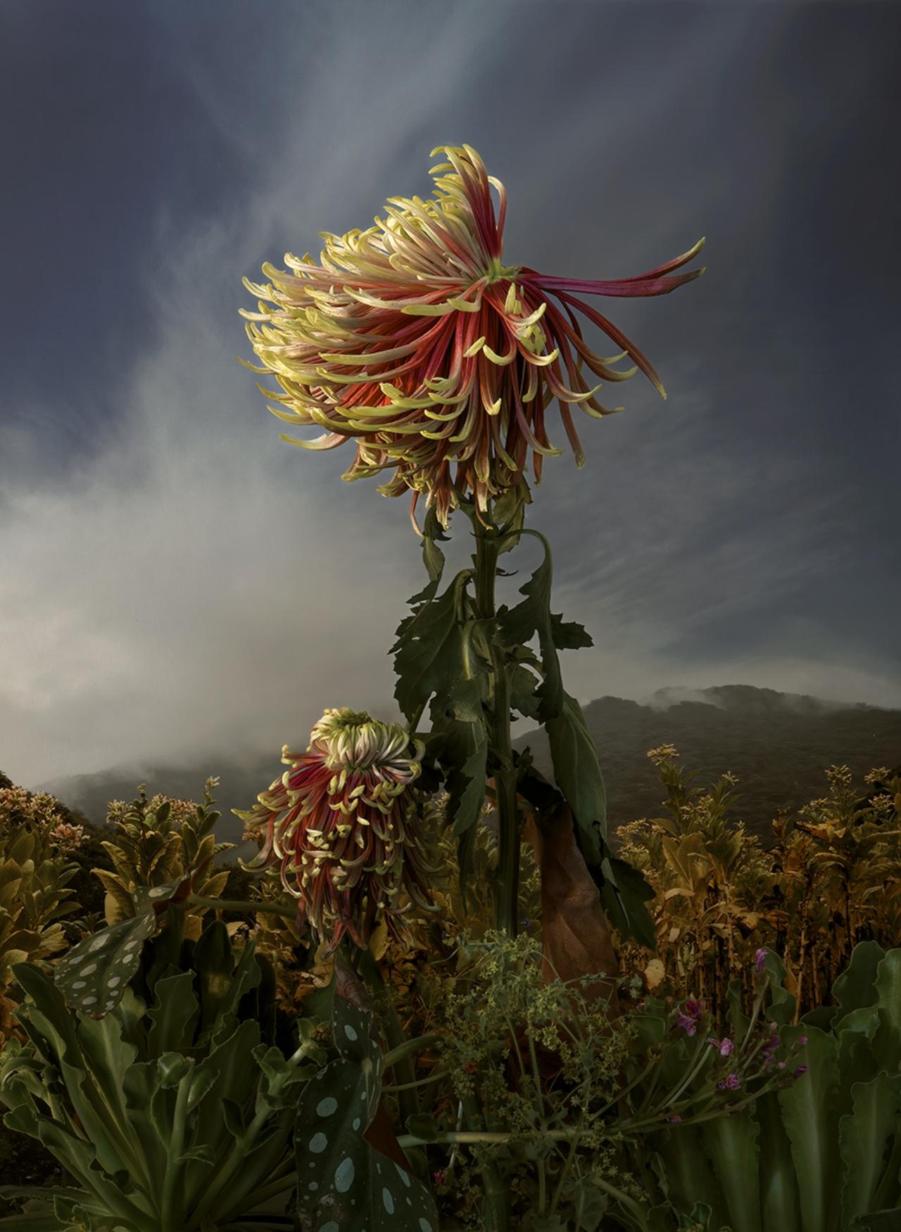 Gerbera Jamesonii III