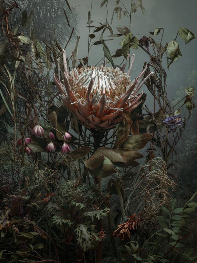 Tine Poppe