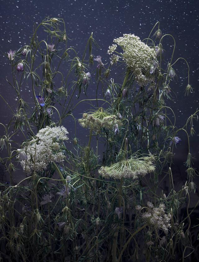 Tine Poppe Daucus Carota I fotografi